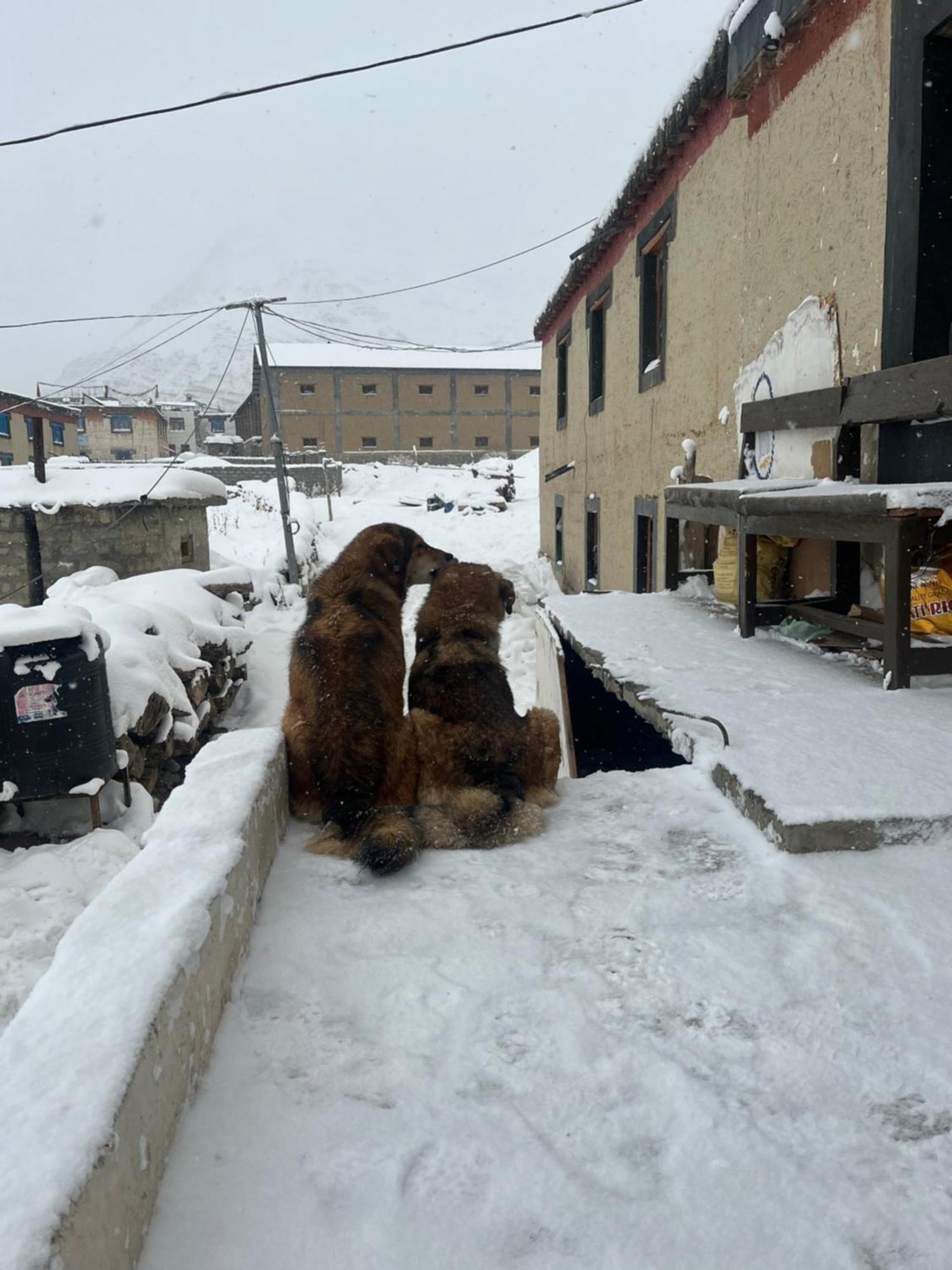 Spiti Horizon Homestay Kaza Exterior photo